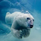 Boba Zooba - Polar