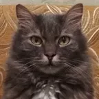 НЕТ КОТА