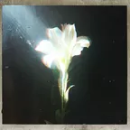 Netsky, Bebe Rexha - Light That Leads Me