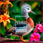 Pleasure 2026-06-24