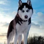 SteelYGA Premium Selection  22 Winterburn