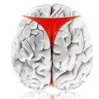 Brains 1