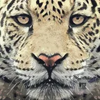 WTF (Original Mix)