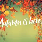 Autumn Story Mixed 2018