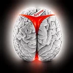Brains 5