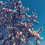 Spring Set April 2019