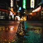 Symphony Of Life