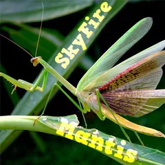 Mantis