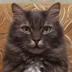НЕТ КОТА