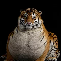 Flat Fat