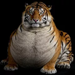 Flat Fat