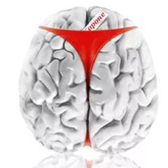 Brains 1