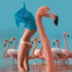 Dance of The Flamingos