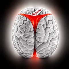 Brains 5