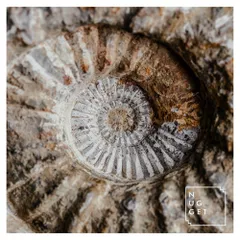 Expedition #006
