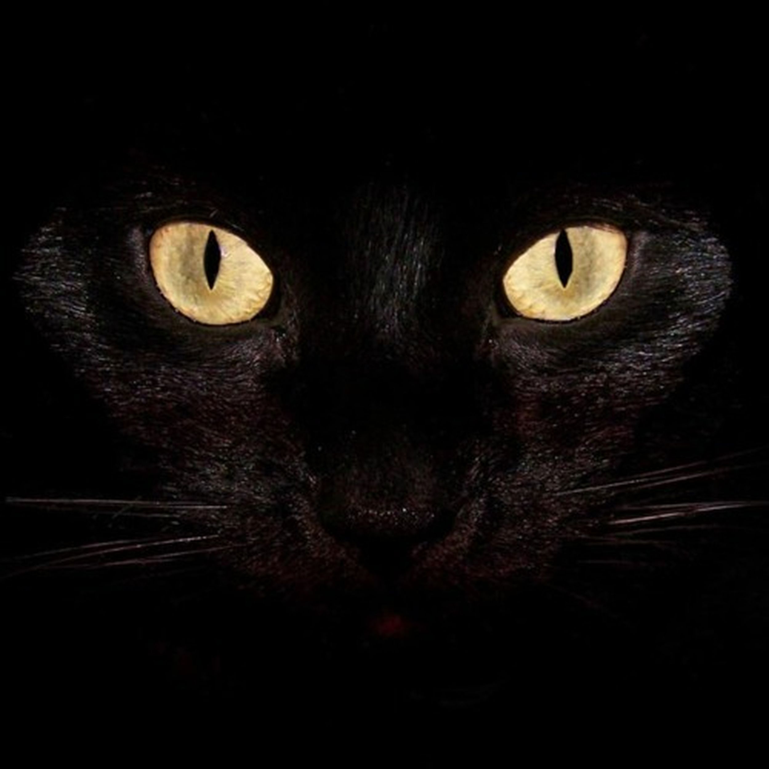 Заставка черная кошка