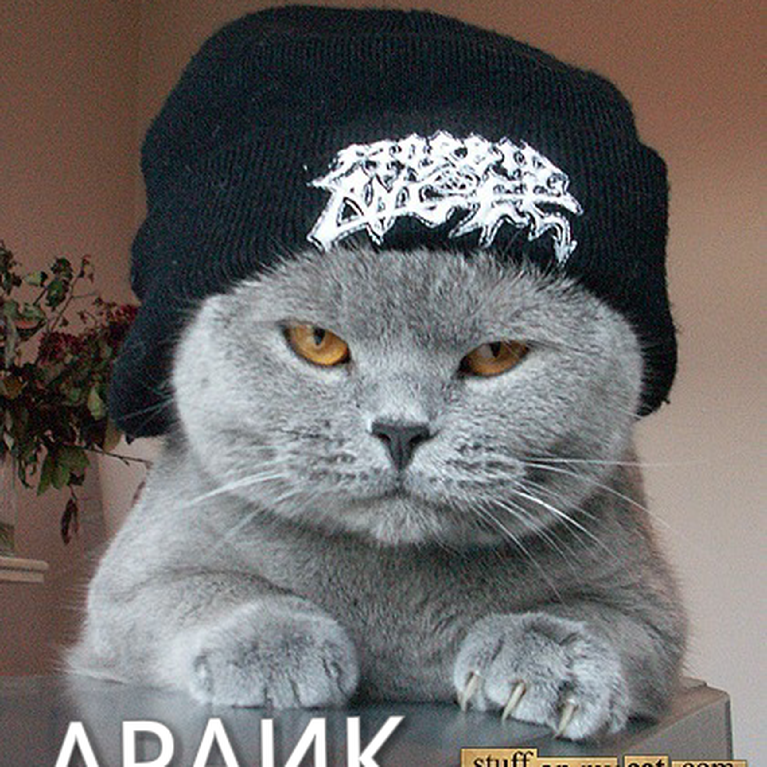 Кот в очках и шапке