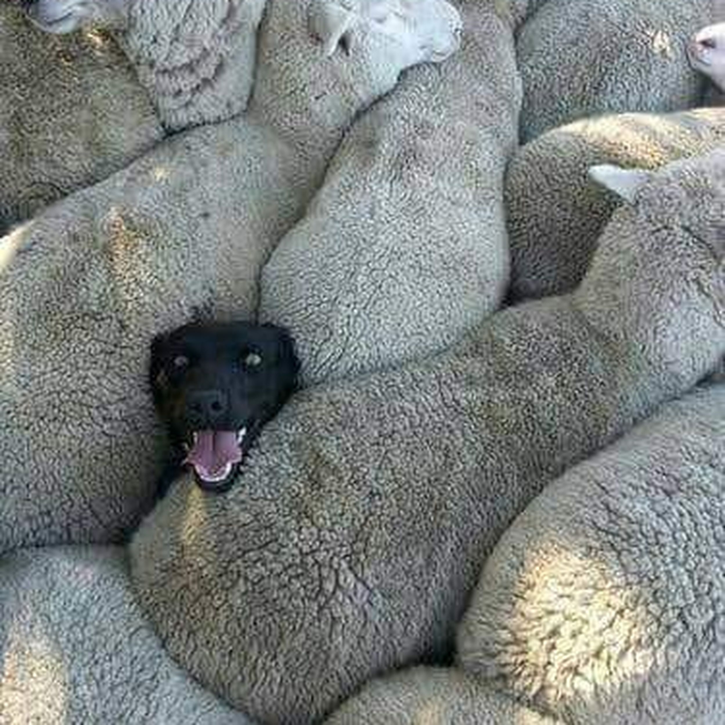 Бараны и овцы