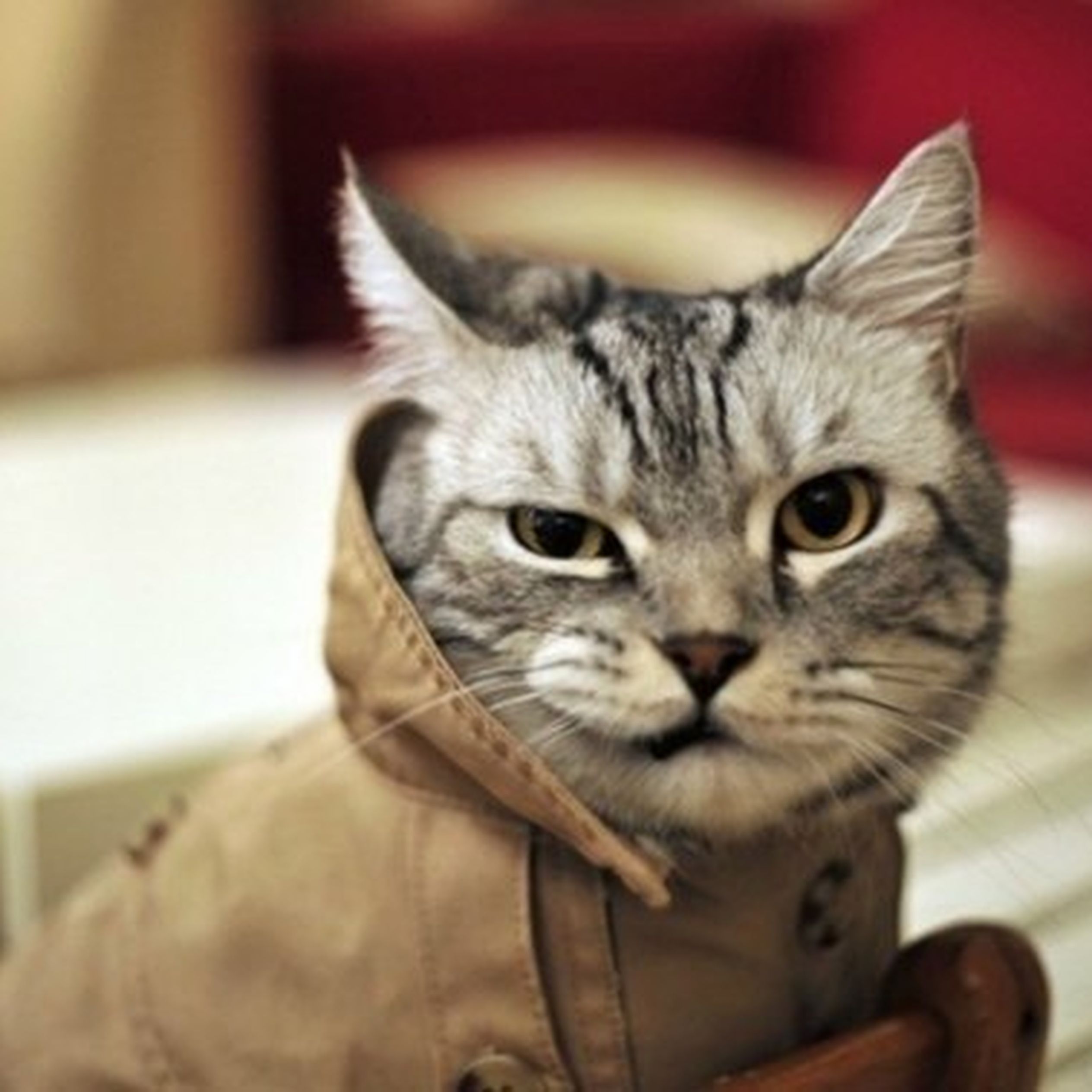 Дерзкие коты