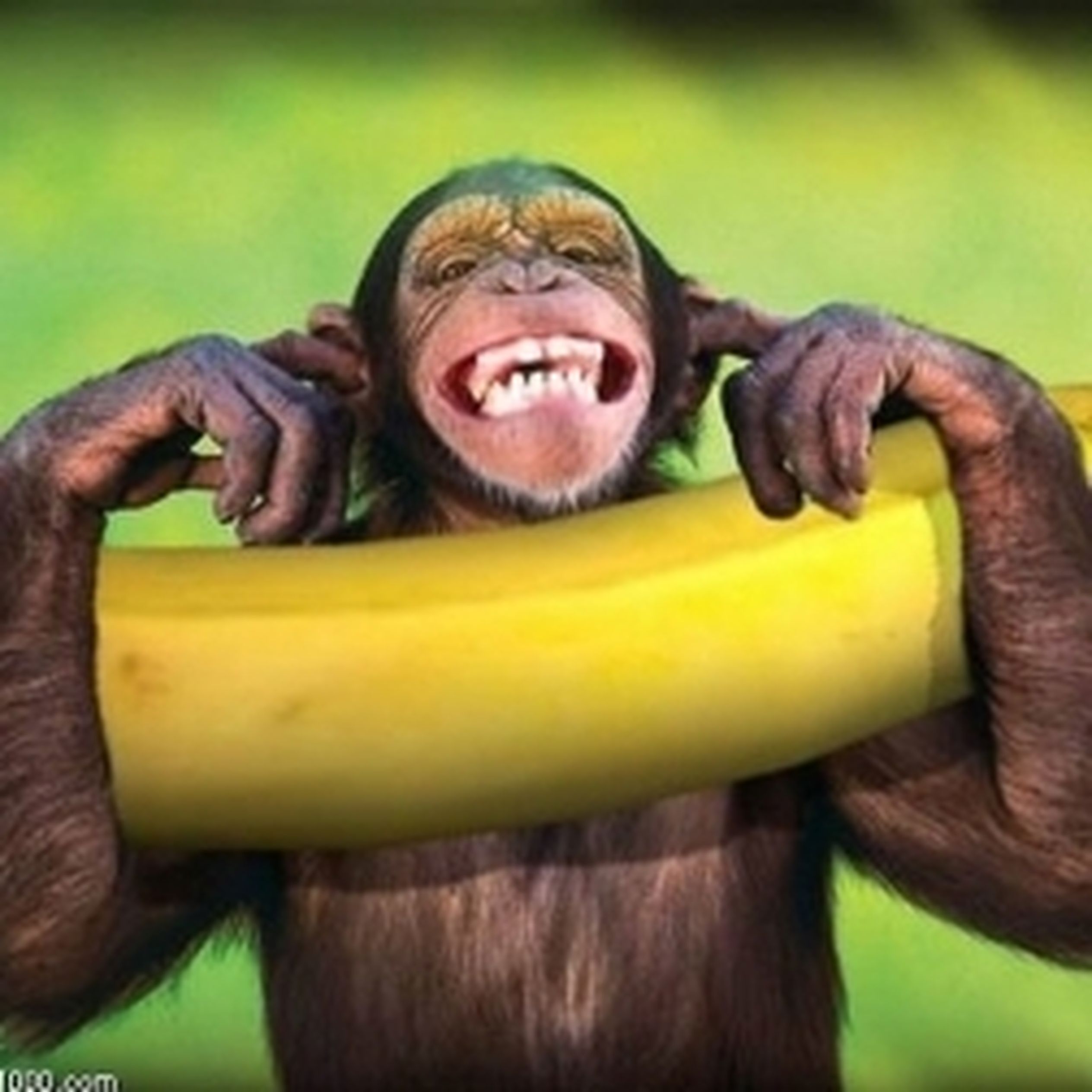 Глупый рождаться. Обезьянка и бананы. Обезьяна ест. Банановая обезьяна. Обезьяна подавилась бананом.
