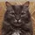 НЕТ КОТА