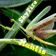 Mantis
