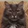 НЕТ КОТА