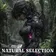 NATURAL SELECTION
