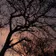 DST: Twilight [November 2018]
